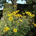 Rudbeckia subtomentosa